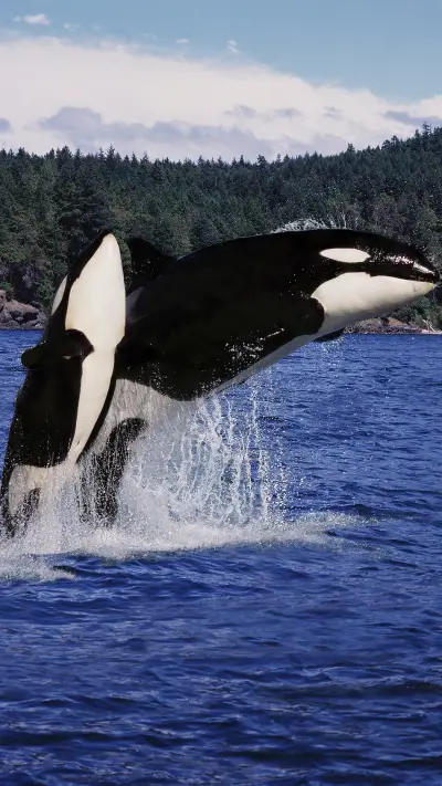 虎鲸-拍信图库 - Screenshot 1