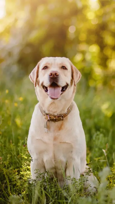 大型犬饲养手册