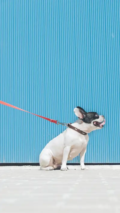 可爱宠物—拍信图库 - Screenshot 1