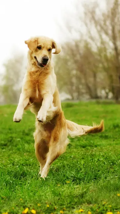 狗狗的“站立神功”