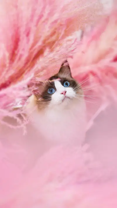 养猫有哪些好处？