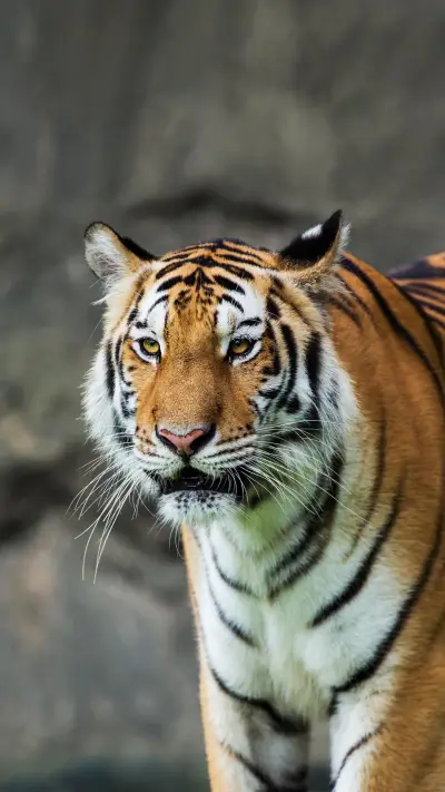 老虎真的会爬树 - Screenshot 1