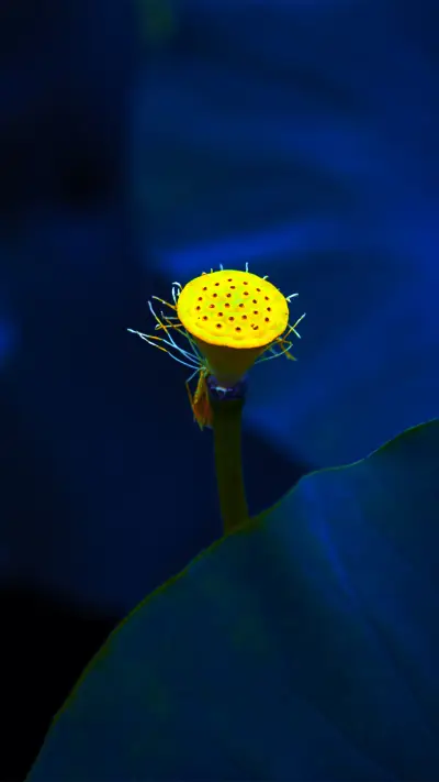 小清新小花壁纸-锐景创意 - Screenshot 1