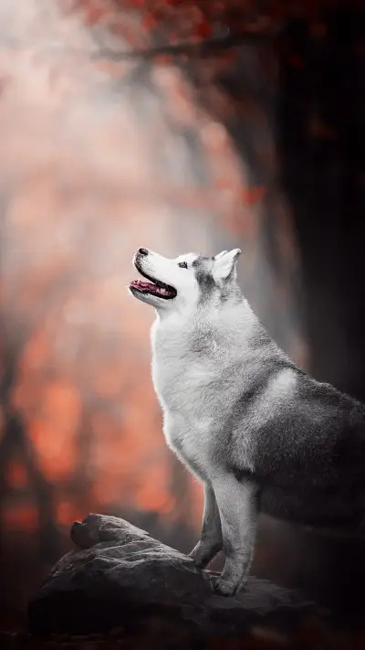 狗狗最重视的东西 - Screenshot 1