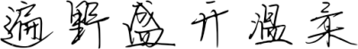遍野盛开温柔