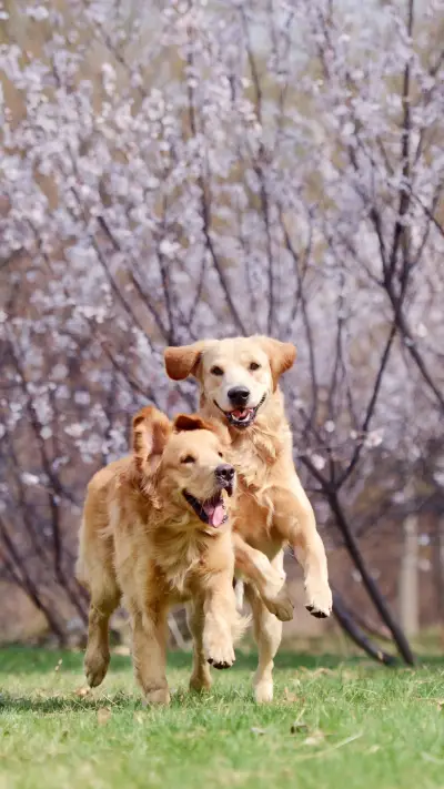 樱花季-视觉中国 - Screenshot 1