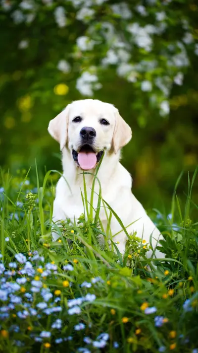 你了解拉布拉多犬吗