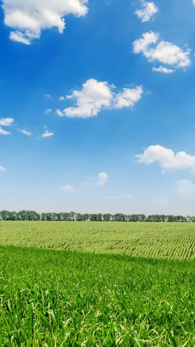 蓝天绿草-拍信图库 - Screenshot 1