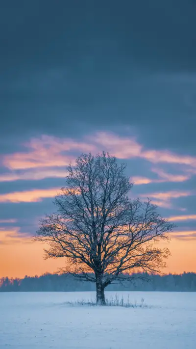 踏雪寻梅-拍信图库 - Screenshot 1