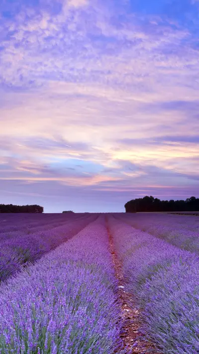 薰衣草盛开季节-拍信图库