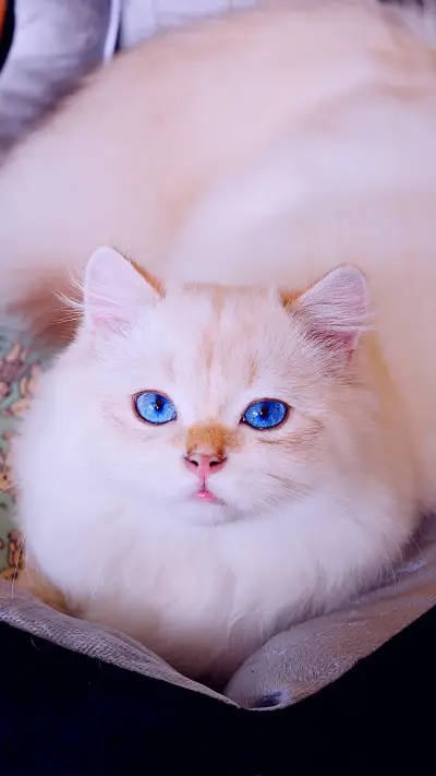 波斯猫饲养须知 - Screenshot 1