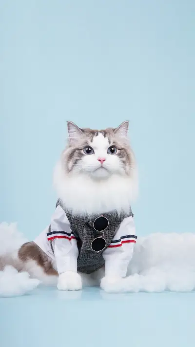 揭晓猫咪的奇怪行为 - Screenshot 1