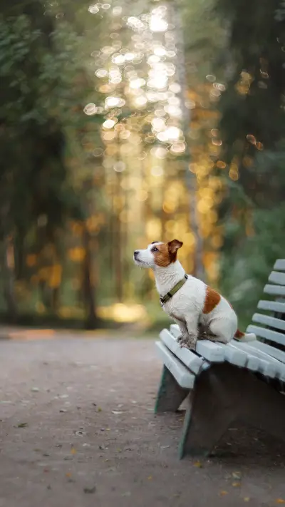 自然界萌宠-拍信图库