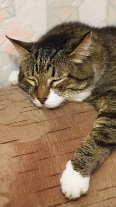 猫咪对主人信任的表现