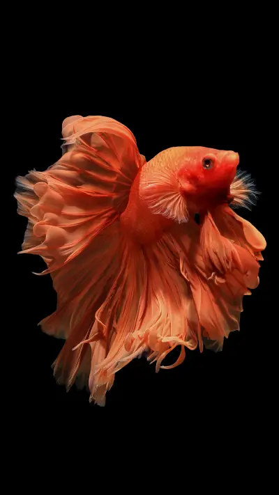 黑色背景绚丽好看鱼壁纸-锐景创意 - Screenshot 1