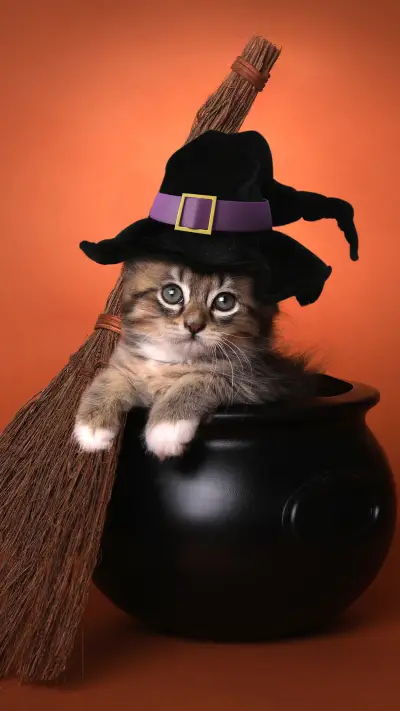 猫猫物语-锐景创意 - Screenshot 1