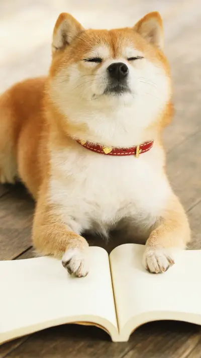 柴犬