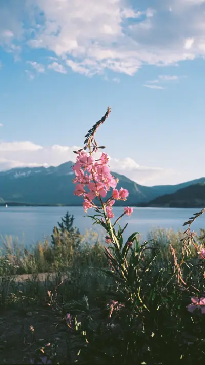 百花齐放-锐景创意