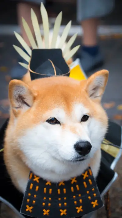 狗狗开心的表现