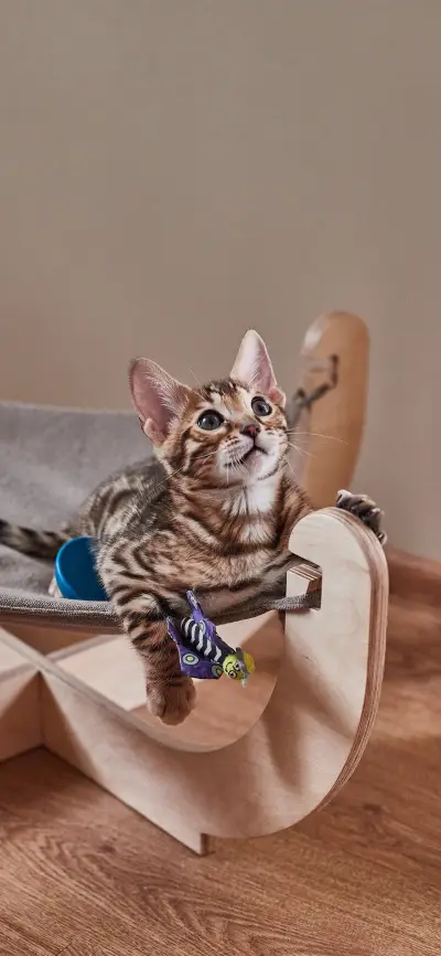 可爱猫咪壁纸-锐景创意