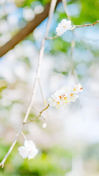 清新小花朵 - Screenshot 1