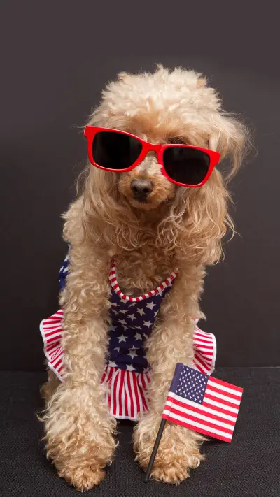 泰迪犬-锐景创意