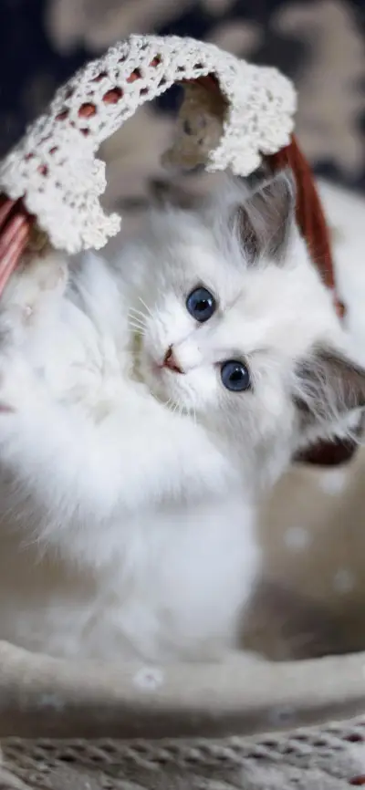 萌猫来袭喵呜-视觉中国