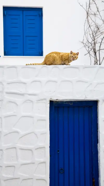 希腊，猫奴们的理想国