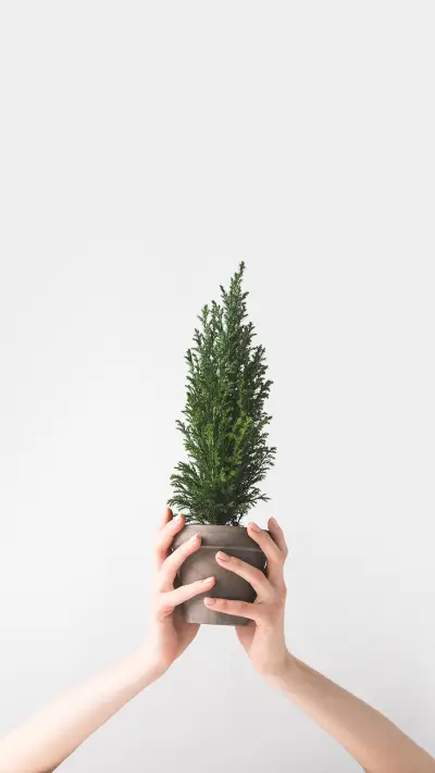 小绿植-锐景创意