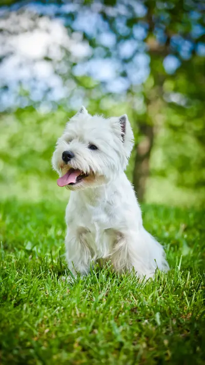 在古代狗才是捕鼠专家