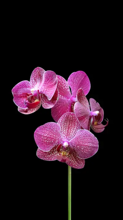 兰花 “花中香祖” - Screenshot 1