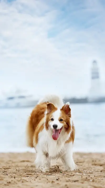 狗狗这些举动，是否让你觉得暖心？