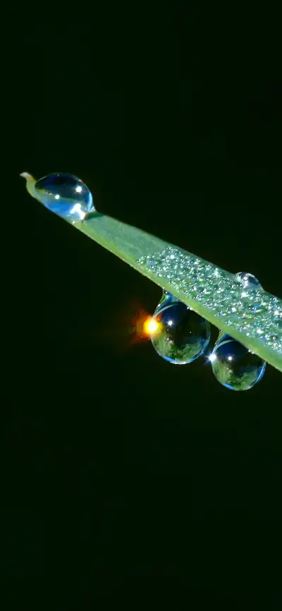 绿色护眼水滴植物壁纸-锐景创意