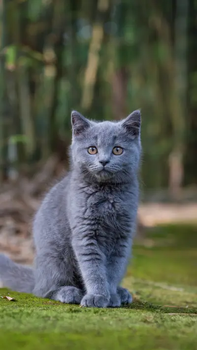 可爱的猫咪-锐景创意 - Screenshot 1