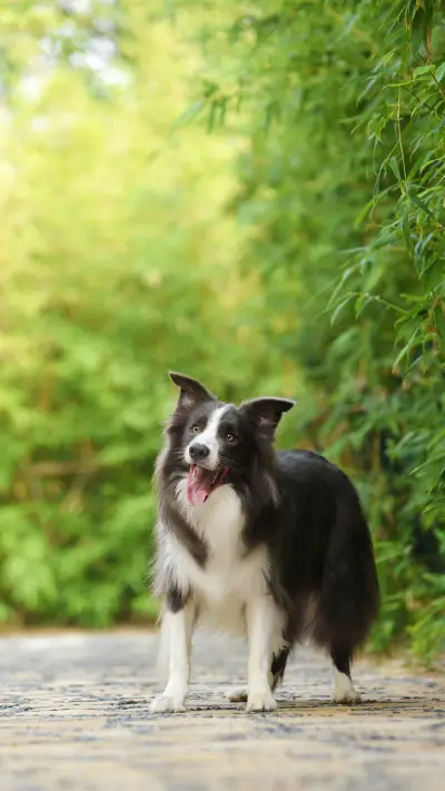 当心 狗也会吃醋 - Screenshot 1