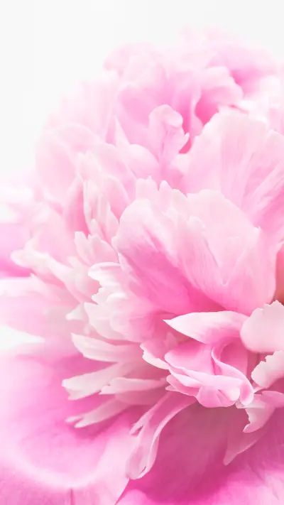 花之富贵者牡丹也 