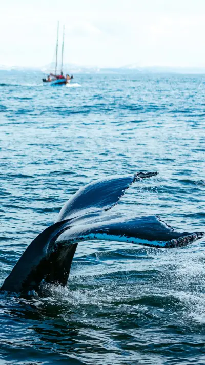 可爱大自然动物萌萌哒