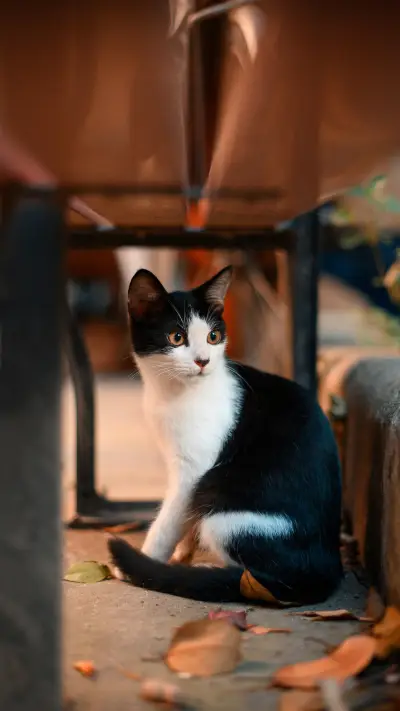 你家猫咪讨厌你吗？