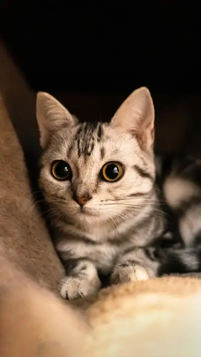 如何培养猫咪的作息 - Screenshot 1