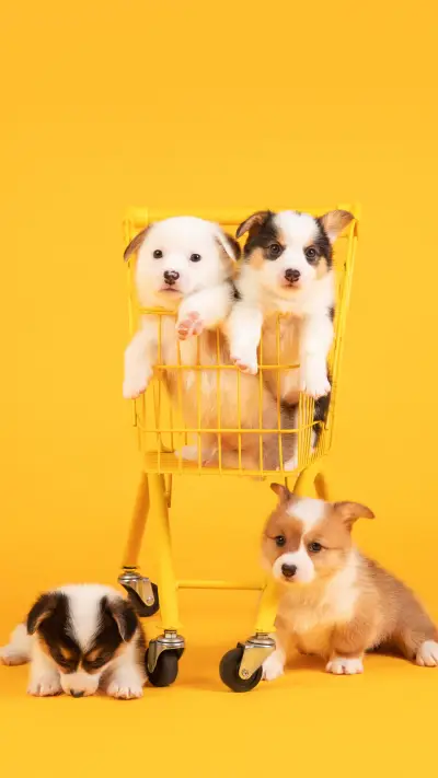 上镜的狗狗