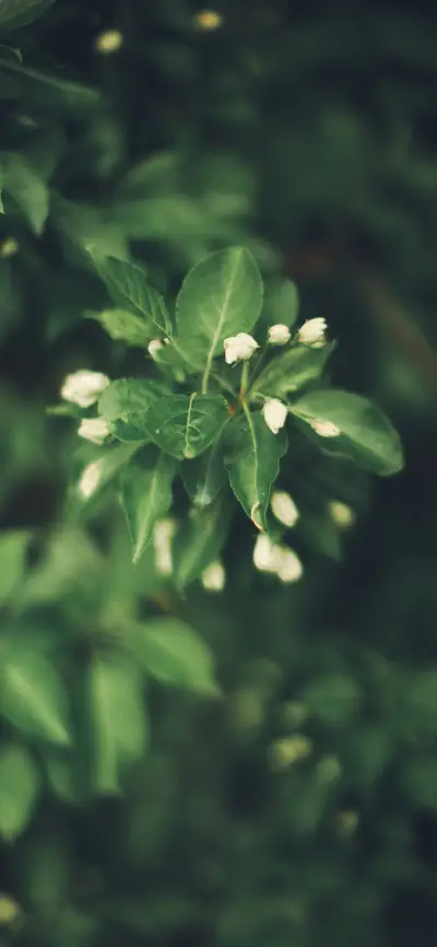森林里的绿精灵-拍信图库