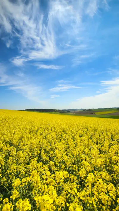 精美壁纸-拍信图库 - Screenshot 1