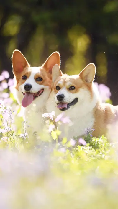 宠物陪伴的意义