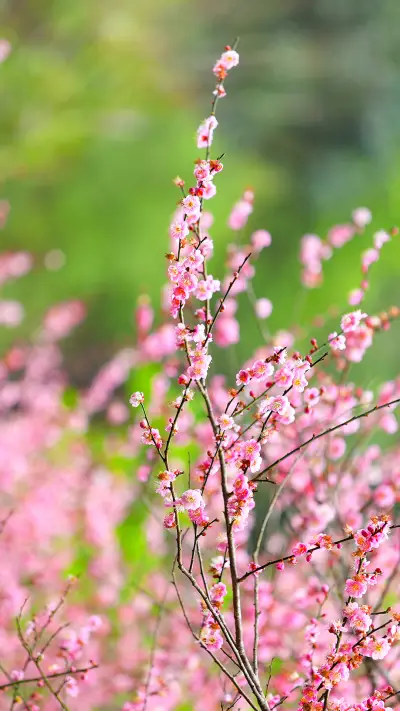 春意浓浓-拍信图库