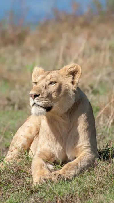 狮子斑马的“无聊”